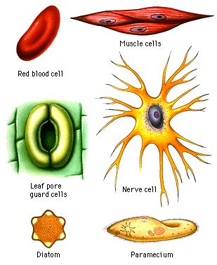 #15 Cell functions | Biology Notes for IGCSE 2014 & 2024