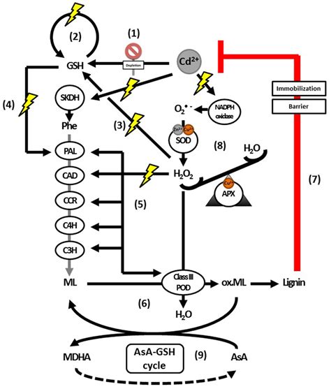 Plant Cell Wall Layers