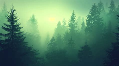 Forest Wallpaper (Lush, Woodland) #19712