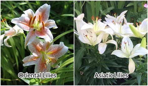 Asiatic Lily - How To Grow And Care