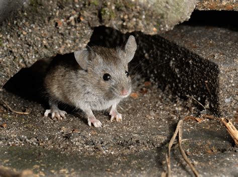 The Difference Between Mice, Rats and Voles