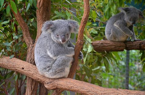 The Kate Coast: Cuddling Koalas in Australia