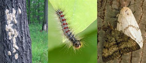 What to do about increase in gypsy moths - Buffalo-NiagaraGardening.com