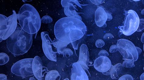 Blue Jellyfish Wallpapers - Top Free Blue Jellyfish Backgrounds ...