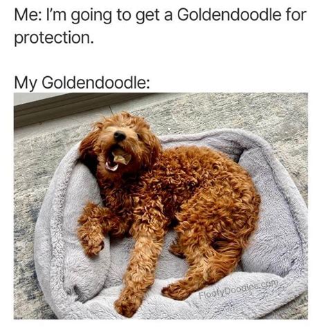 21 Funny Goldendoodle Memes Only Owners Understand