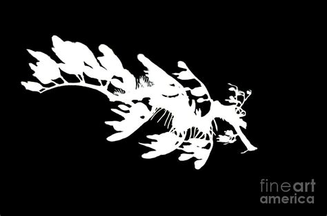 Leafy SeaDragon Silhouette Photograph by Photos By Cassandra | Fine Art America