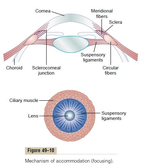 Mechanism of “Accommodation” - Optics of the Eye