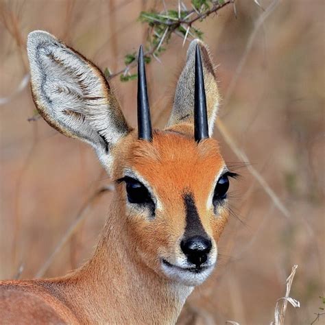 Gazelle (look at those eyes) | Unusual animals, Weird looking animals, Rare animals