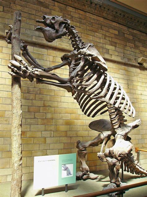 Giant ground sloth | Prehistoric animals, Ground sloth, Fossils