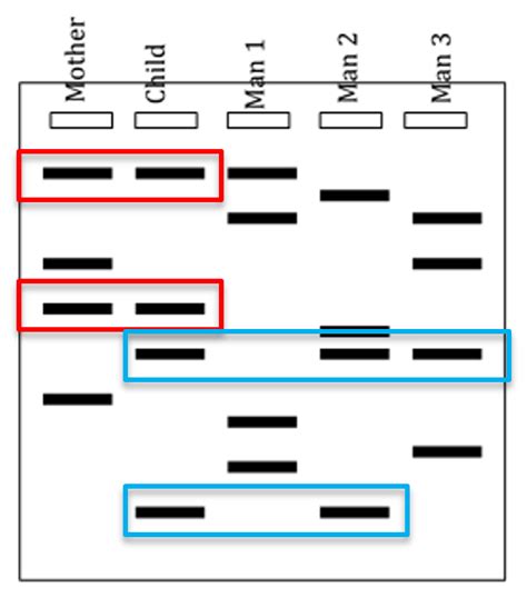 Gel Electrophoresis and DNA Fingerprinting – MHCC Biology 112: Biology ...