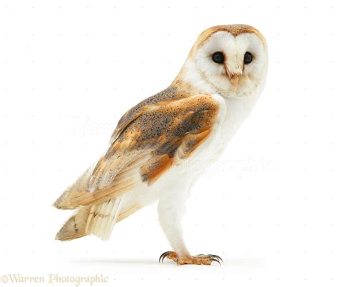 Barn Owl photo WP19445