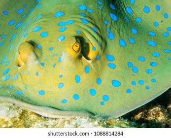 557 Sting Ray Close Up Images, Stock Photos & Vectors | Shutterstock