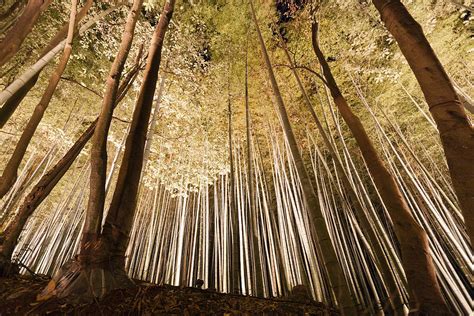 Bamboo Forest Litup At Night Photograph by Malcolm Fairman