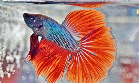 Your Betta Needs More Than a Bowl - Veterinary Medicine at Illinois