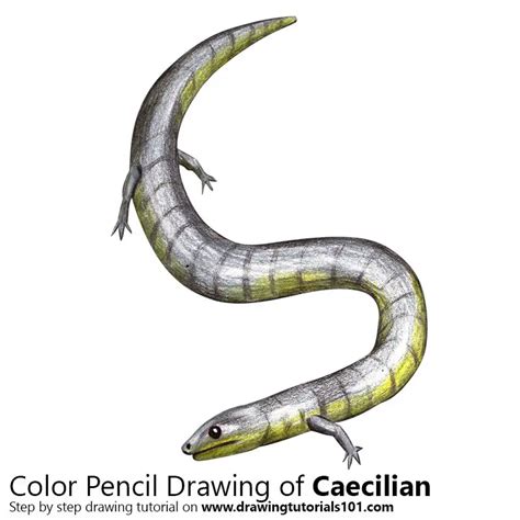 Caecilian Colored Pencils - Drawing Caecilian with Color Pencils : DrawingTutorials101.com