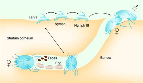 Life Cycle Of Chigger Mite