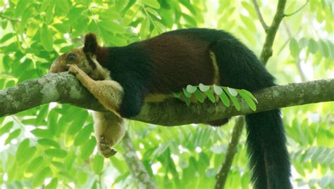 TIL: There's a Giant Rainbow Squirrel Living in India