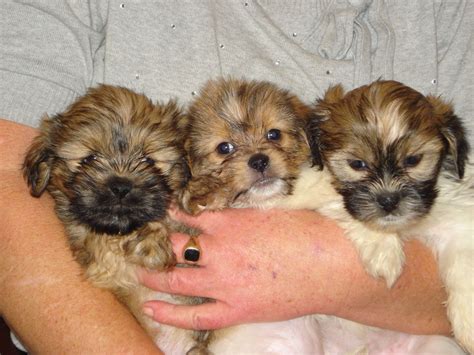 Shih Tzu Pomeranian Mix Puppies Picture - Dog Breeders Guide