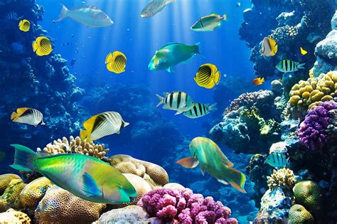 Online crop | HD wallpaper: Colorful tropical fish, coral, underwater, ocean, white and black ...