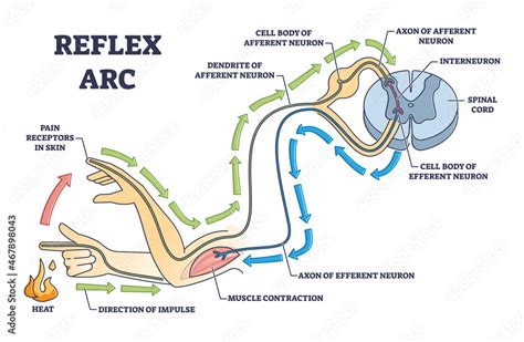 Spinal Reflex Arc Anatomical Vector Illustration Diagram Neuron Diagram ...