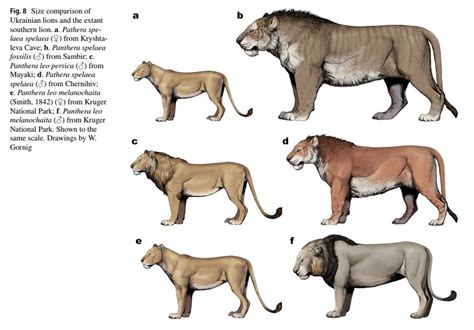 Gigantic Ukrainian cave lion the size of a polar bear with a body mass that could have exceeded ...