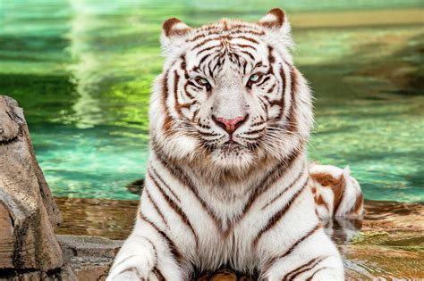 Gorgeous White Bengal Tiger - whitetiger116854 Photograph by Frank J Benz - Pixels