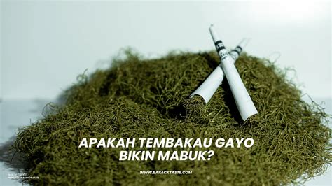 Apakah tembakau Gayo bikin mabuk?