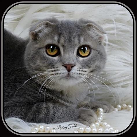 Exploring the Fascinating World of Scottish Fold Munchkin Cats – CatsInfo