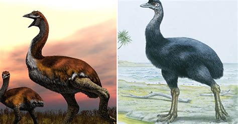 The 'Vorombe' Titan was the world's largest bird ever lived on Earth.