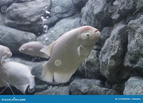 Giant Gourami Fish in Aquarium Stock Photo - Image of giant, aquarium ...