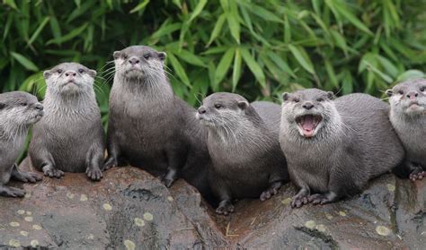 Sea otter diet may be key in combating climate change | The World from PRX