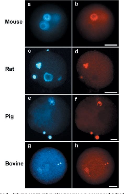 Structure of blastomere | Semantic Scholar