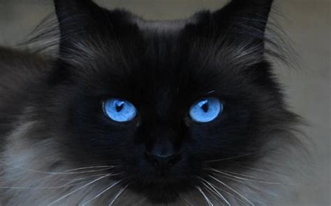 Beautiful Blue Eyes - Cats Wallpaper (16233668) - Fanpop