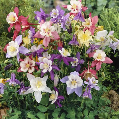 Columbine Seed - Aquilegia Caerulea Flower Seed Mix