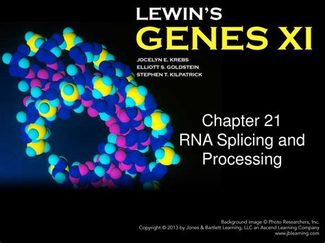 PPT - Chapter 21 RNA Splicing and Processing PowerPoint Presentation, free download - ID:5572206