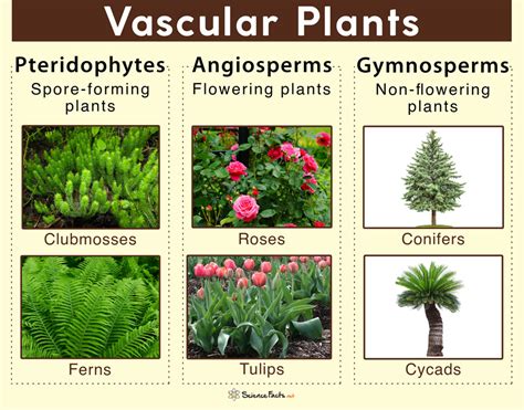 Vascular Plants – Definition, Characteristics, Examples, & Diagram