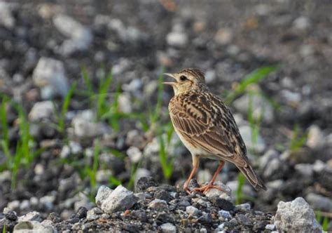 Lark Symbolism: 11 Spiritual Meanings of Lark