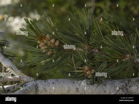 Limber Pine, Pinus flexilis, cones and needles. White Mountains, California Stock Photo - Alamy