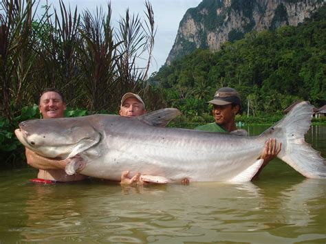 Some of the Biggest Record Catfish from Around the World | Outdoor Life