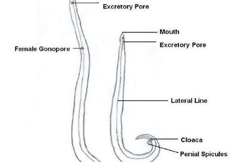 Ascaris lumbricoides: Morphology, life cycle, Pathogenesis, lab ...