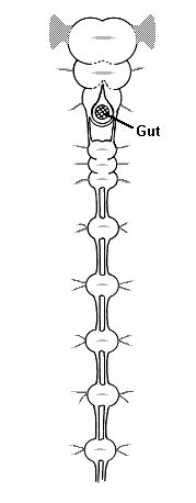 Nervous | ENT 425 – General Entomology