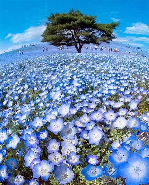 Endless Blue Flower Arrays in Japan Photo by © @kotankotankotan182 | Flower landscape, Nature ...