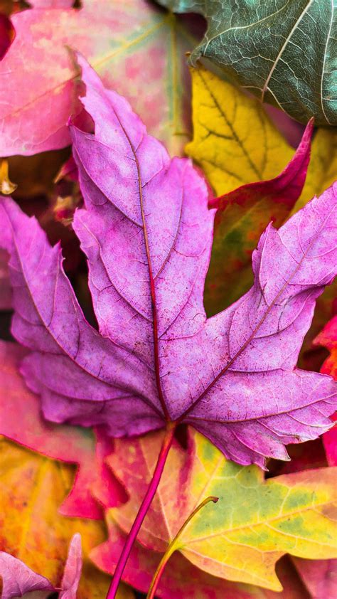 Download wallpaper 1350x2400 maple, leaves, autumn, colorful, macro iphone 8+/7+/6s+/6+ for ...