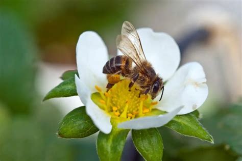 The Amazing Benefits Of Bee Pollination In Your Garden - Revive A Bee