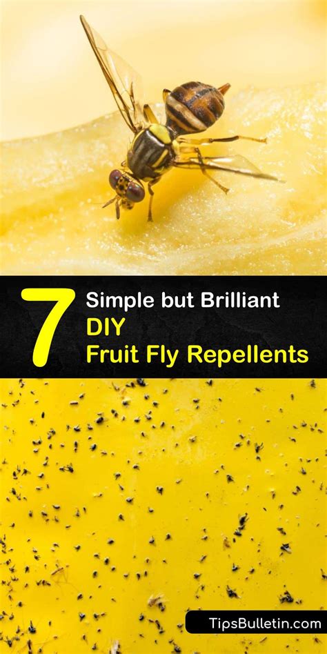 Repelling Fruit Flies - DIY Repellents for the Fruit Fly