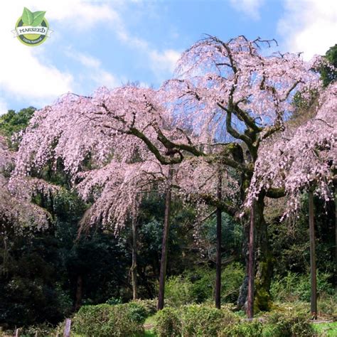 20 pink fountain weeping cherry tree Seeds DIY Home Garden Dwarf Tree ...