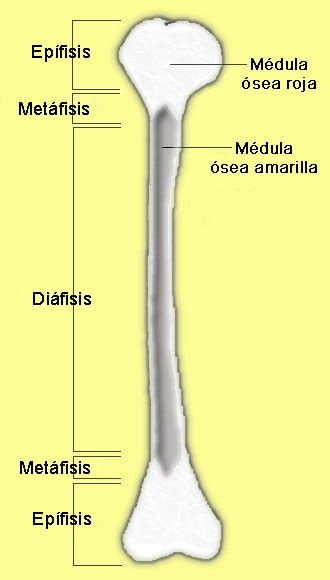 Epífisis - Wikipedia, la enciclopedia libre