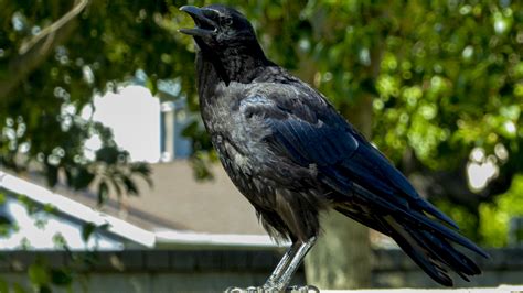 Raven Cawing Free Stock Photo - Public Domain Pictures