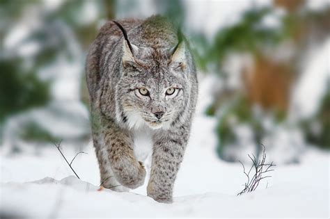 Lynx - HD Wallpapers | Earth Blog