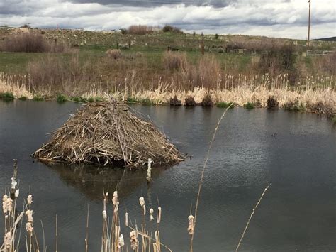 Beaver Lodge - What Do You Know About Them? - Jake's Nature Blog